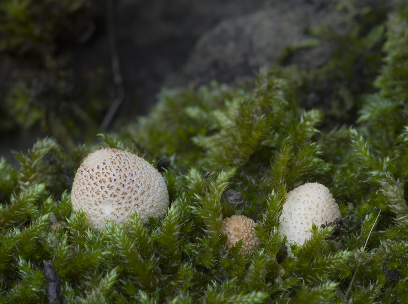 Bovista acuminata